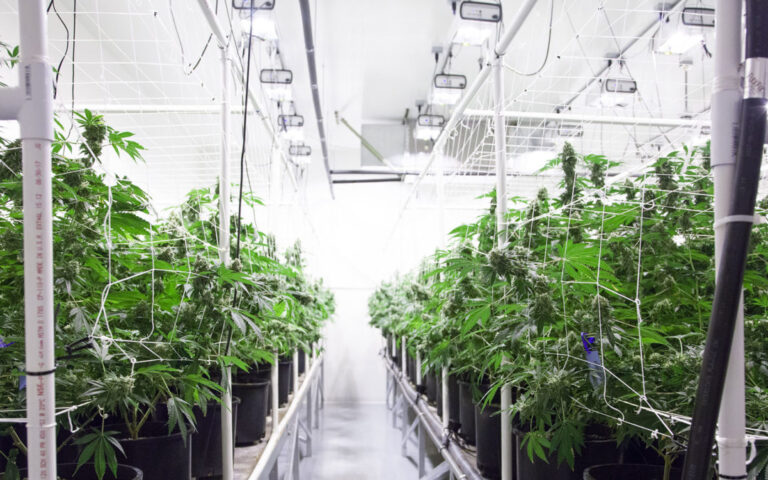 cannabis-plant-photo